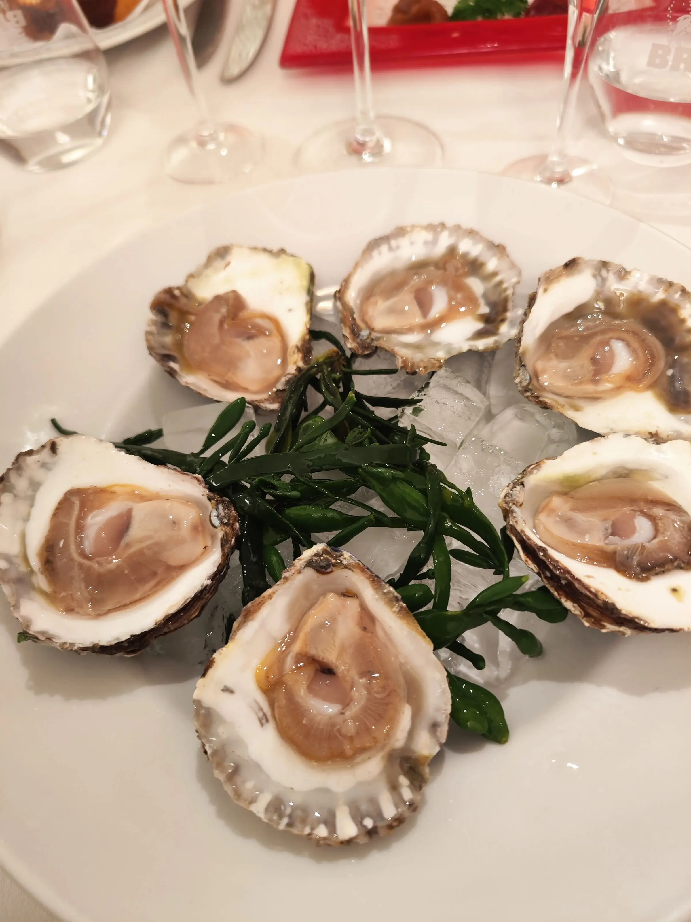Huîtres plates ouvertes sur un lit de salicornes